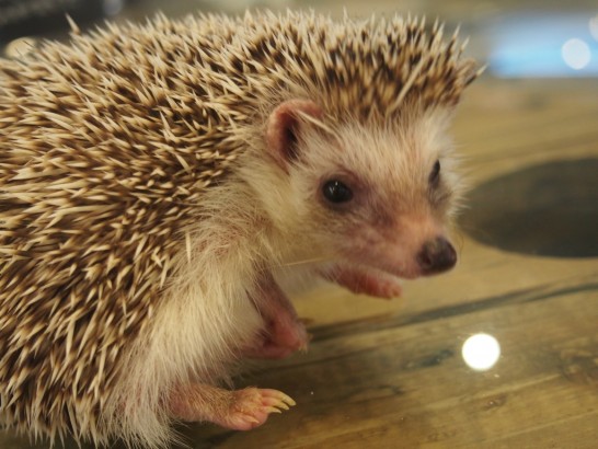 ロックスター_ハリネズミ２