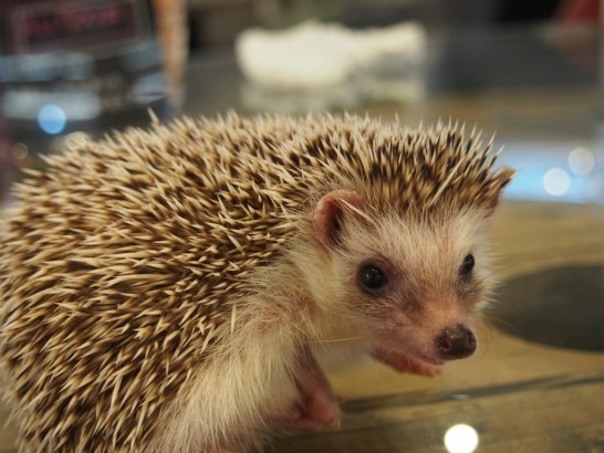 ロックスター_ハリネズミ