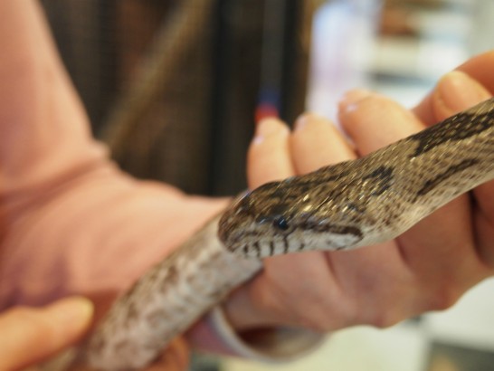 ロックスター_ヘビ