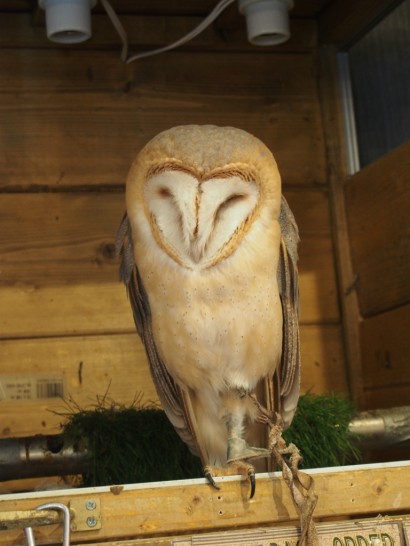 ロックスター_メンフクロウ