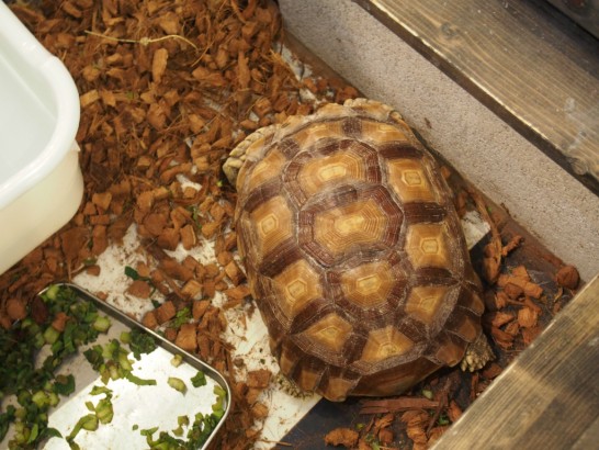 ロックスター_カメ