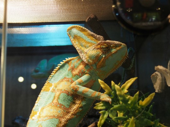 ロックスター_カメレオン