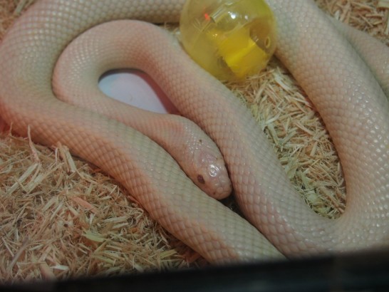 ロックスター_白い蛇