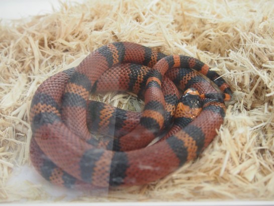 ロックスター_赤いヘビ