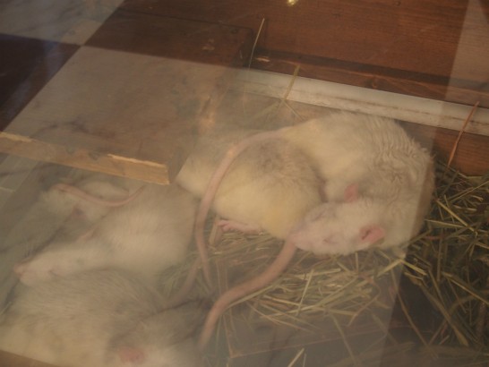 ロックスター_ネズミ