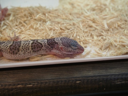 ロックスター_変な柄の両生類２