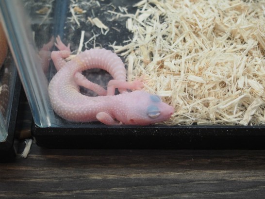 ロックスター_ピンクの両生類