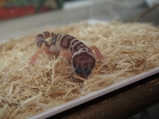 ロックスター_変な柄の両生類