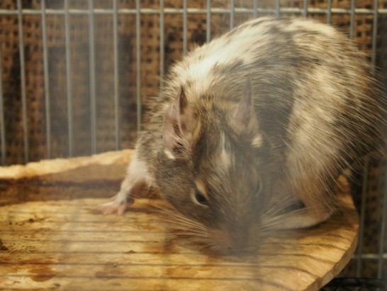 ロックスター_小動物