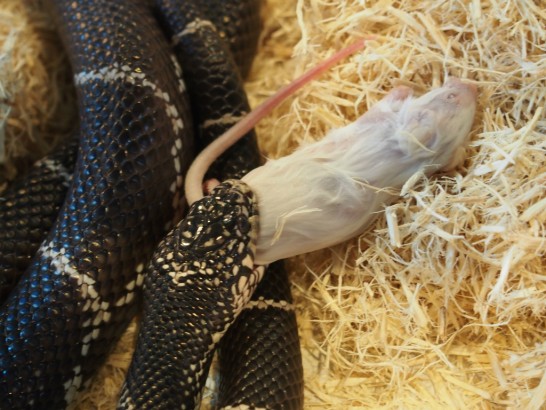 ロックスター_ヘビのエサやり３