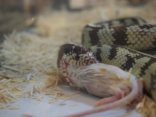 ロックスター_ヘビのエサやり２