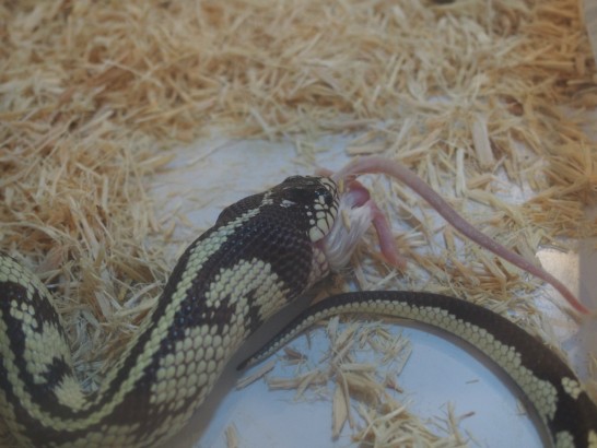 ロックスター_ヘビのエサやり