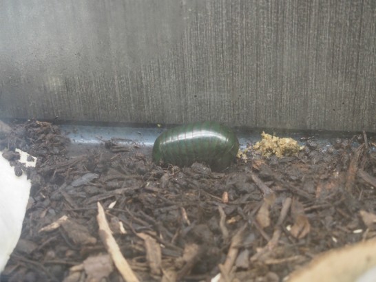 ロックスター_丸い虫