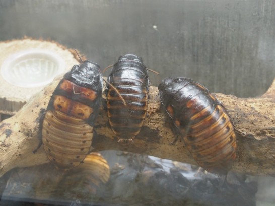 ロックスター_ゴキブリっぽい虫