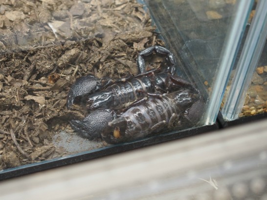 ロックスター_サソリ２