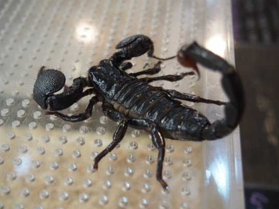 ロックスター_サソリ