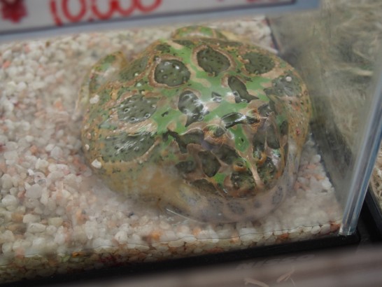 ロックスター_石みたいなカエル