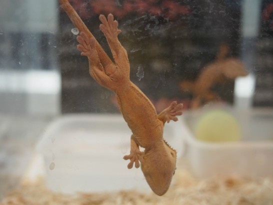 ロックスター_張り付く両生類