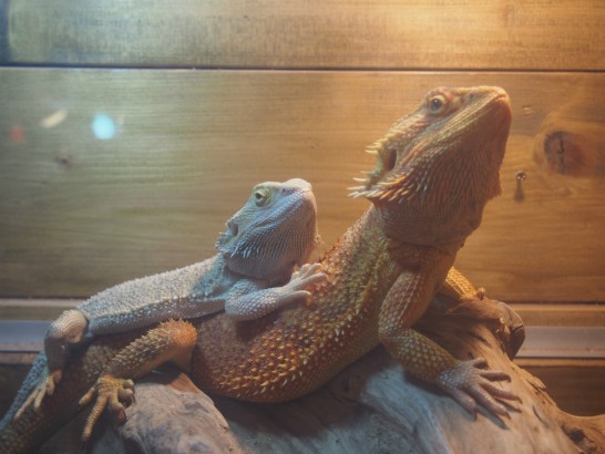 ロックスター_おんぶするトカゲ