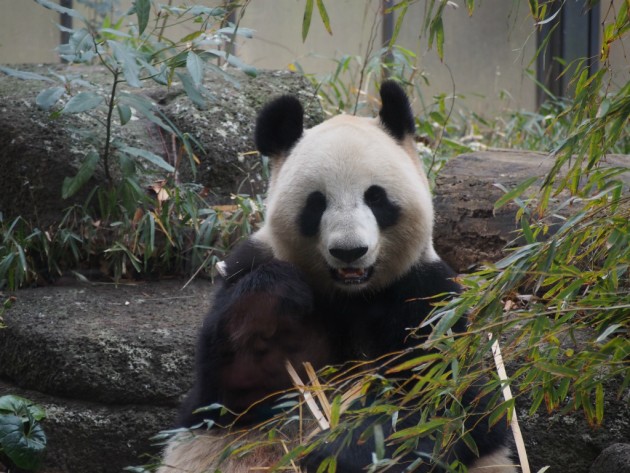 上野動物園_パンダ１