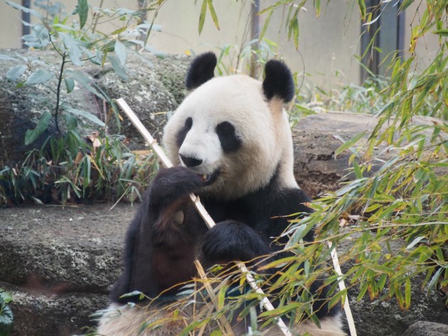 上野動物園_パンダ２