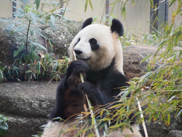 上野動物園_パンダ３