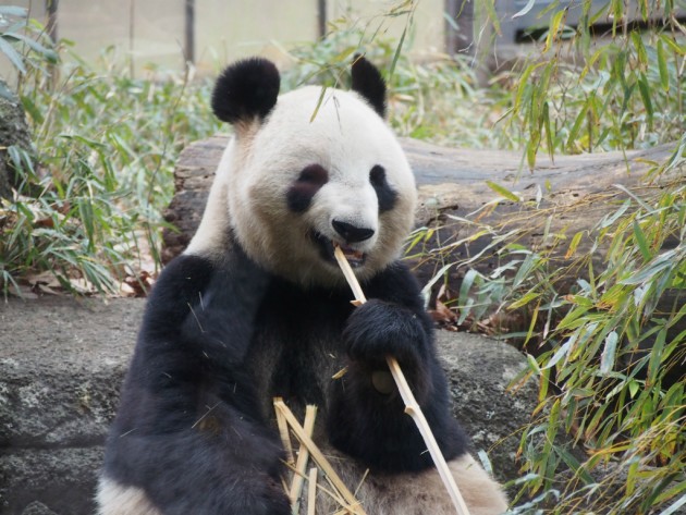 上野動物園_パンダ５