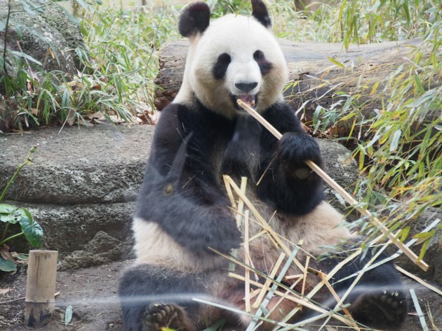 上野動物園_パンダ６