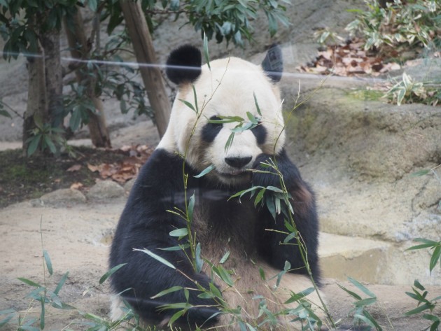 上野動物園_パンダ７
