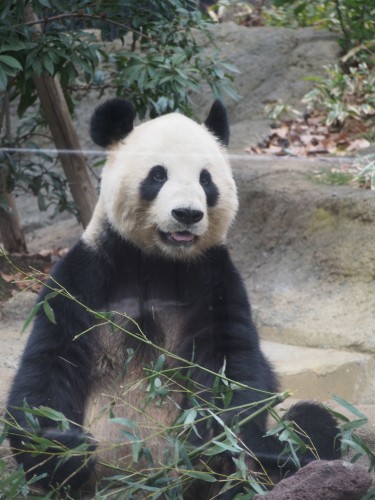 上野動物園_パンダ８