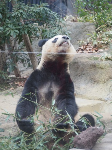 上野動物園_パンダ９