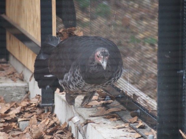 上野動物園_ホロホロ鳥？