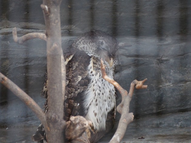 上野動物園_みみずく？