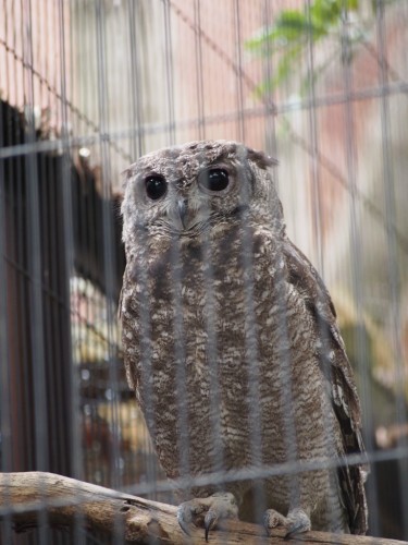 上野動物園_フクロウ