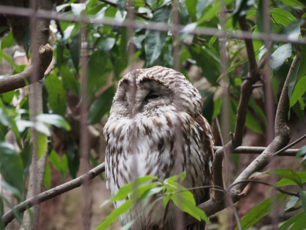 上野動物園_フクロウ２