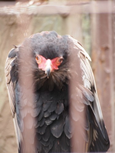 上野動物園_猛禽類