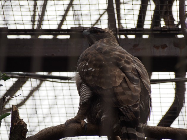 上野動物園_猛禽類２