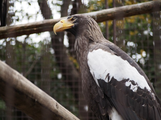 上野動物園_猛禽類３