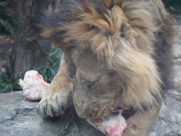 上野動物園_ライオン