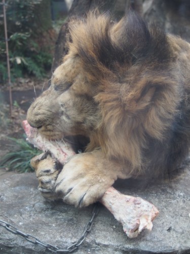 上野動物園_ライオン２