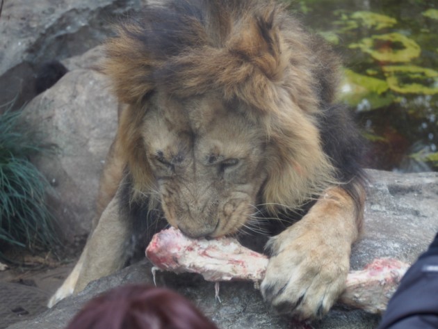 上野動物園_ライオン３