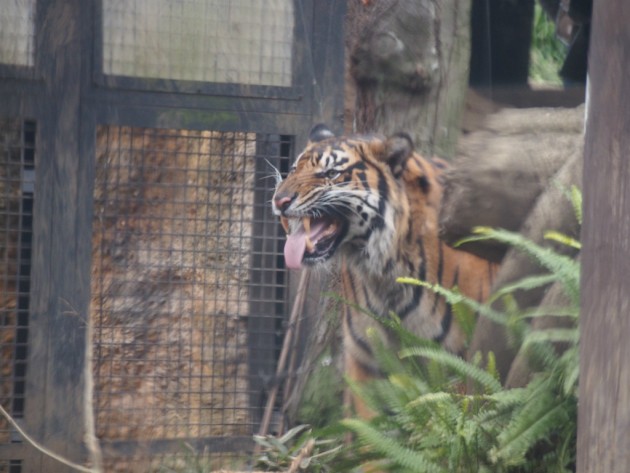 上野動物園_トラ