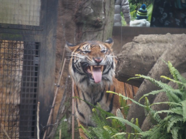 上野動物園_トラ２
