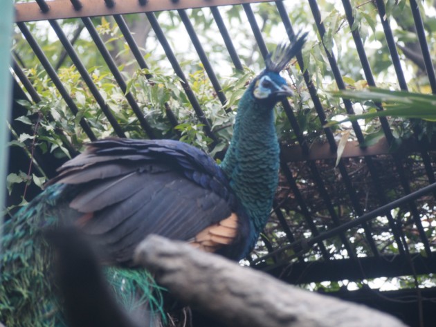 上野動物園_孔雀？