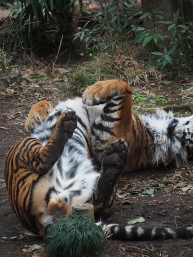 上野動物園_トラ３