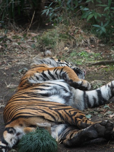 上野動物園_トラ４