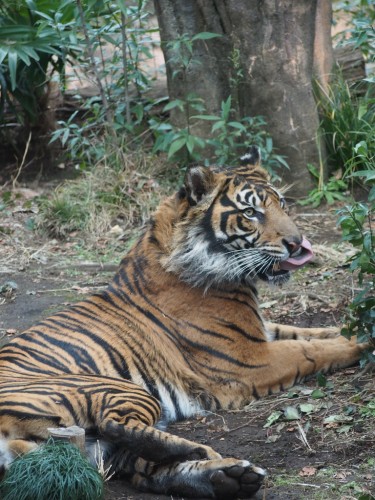 上野動物園_トラ５