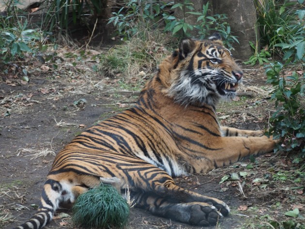 上野動物園_トラ６
