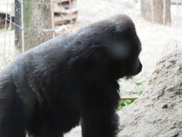 上野動物園_ゴリラ
