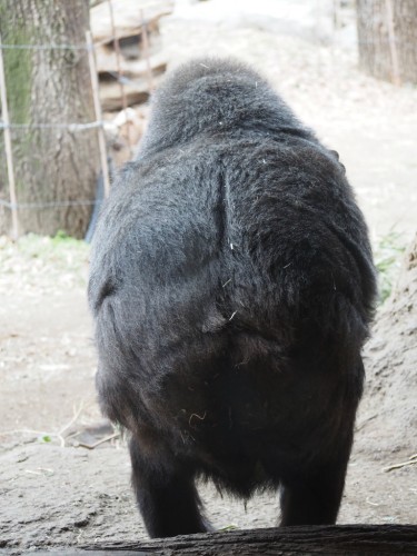 上野動物園_キョロちゃんゴリラ
